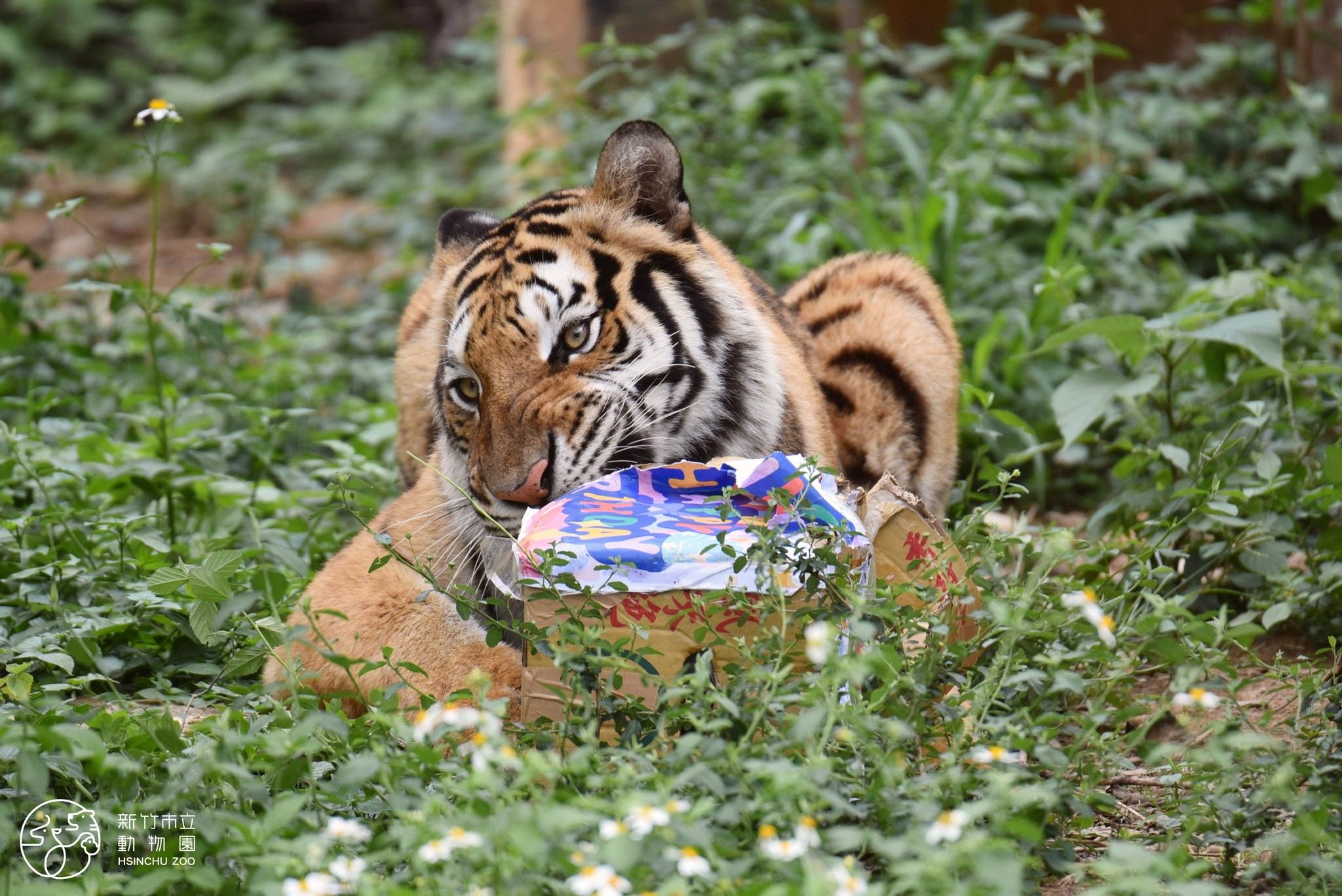 新竹市立動物園 睏寶 老虎