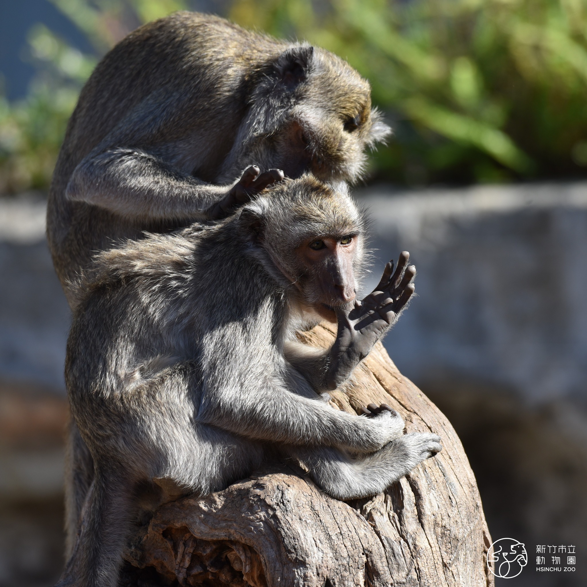 新竹市立動物園